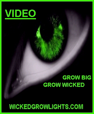 cannabis cup led high power grow light